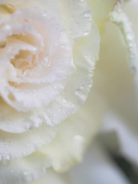 close-up-macro-flower